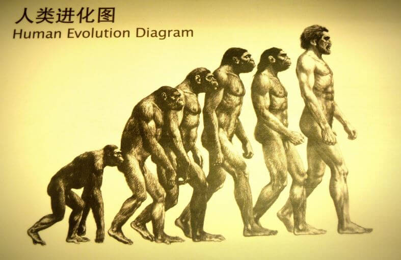 Evolución del Hombre: Desde los Primates al Homo Sapiens